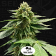 Melon Vader - T.H. SEEDS | TanieSianie.pl