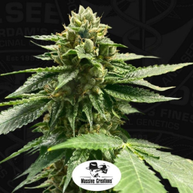 Melon Vader - T.H. SEEDS | TanieSianie.pl