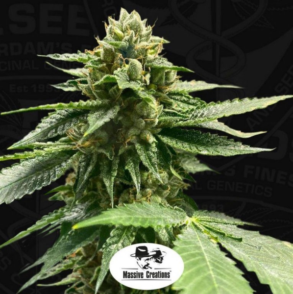 Melon Vader - T.H. SEEDS | TanieSianie.pl