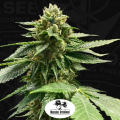 Melon Vader - T.H. SEEDS