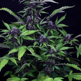 Pink Kush CBD 30:1 Auto - SEEDSMAN | TanieSianie.pl