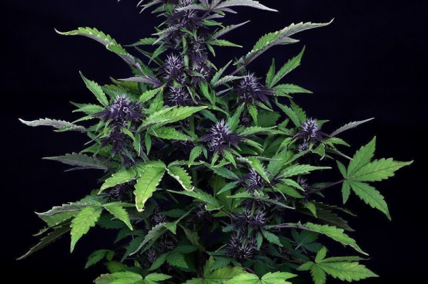 Pink Kush CBD 30:1 Auto - SEEDSMAN | TanieSianie.pl