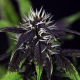 Pink Kush CBD 30:1 Auto - SEEDSMAN | TanieSianie.pl