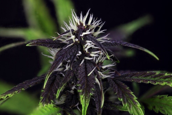 Pink Kush CBD 30:1 Auto - SEEDSMAN | TanieSianie.pl