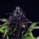 Pink Kush CBD 30:1 Auto - SEEDSMAN | TanieSianie.pl
