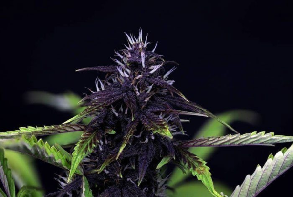 Pink Kush CBD 30:1 Auto - SEEDSMAN | TanieSianie.pl