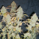 White Widow Auto | TanieSianie.pl