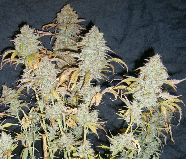 White Widow Auto | TanieSianie.pl