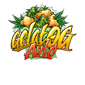 Gelat.OG Auto - SEEDSMAN | TanieSianie.pl