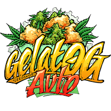 Gelat.OG Auto - SEEDSMAN | TanieSianie.pl