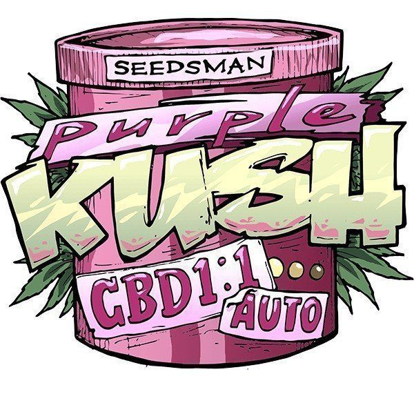 Purple Kush 1:1 Auto - SEEDSMAN | TanieSianie.pl
