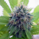 Candy Cream - SEEDSMAN | TanieSianie.pl