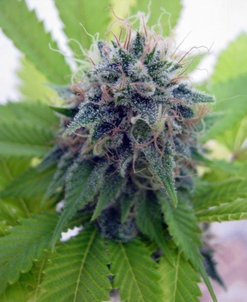 Candy Cream - SEEDSMAN | TanieSianie.pl
