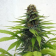 Candy Cream - SEEDSMAN | TanieSianie.pl