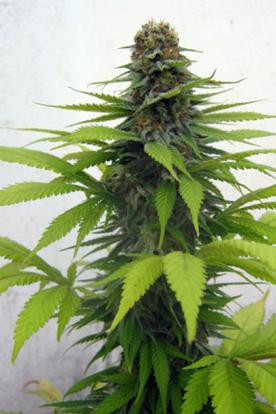 Candy Cream - SEEDSMAN | TanieSianie.pl