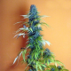 Candy Cream - SEEDSMAN | TanieSianie.pl
