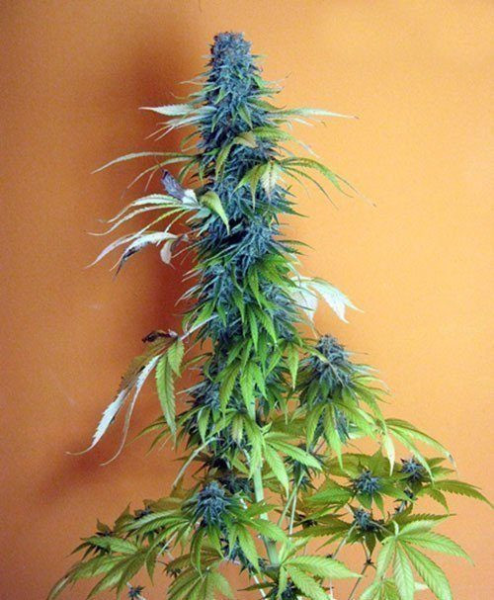 Candy Cream - SEEDSMAN | TanieSianie.pl