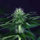 Doctor Seedsman CBD 30:1 - SEEDSMAN | TanieSianie.pl