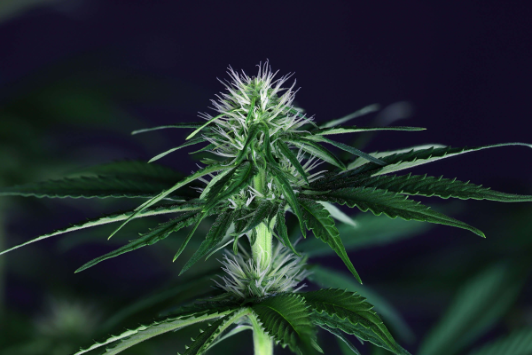 Doctor Seedsman CBD 30:1 - SEEDSMAN | TanieSianie.pl