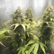 Doctor Seedsman CBD 30:1 - SEEDSMAN | TanieSianie.pl
