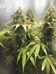 Doctor Seedsman CBD 30:1 - SEEDSMAN | TanieSianie.pl