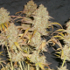 White Widow Auto | TanieSianie.pl