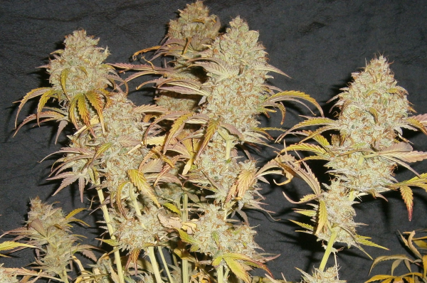 White Widow Auto | TanieSianie.pl