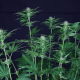 Cookies Chill CBD 2:1 - SEEDSMAN | TanieSianie.pl