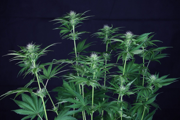Cookies Chill CBD 2:1 - SEEDSMAN | TanieSianie.pl