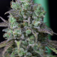 Cookies Chill CBD 2:1 - SEEDSMAN | TanieSianie.pl
