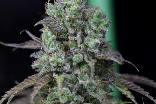 Cookies Chill CBD 2:1 - SEEDSMAN | TanieSianie.pl