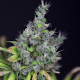 Alaskan Purple - SEEDSMAN | TanieSianie.pl