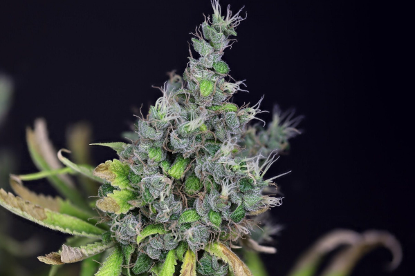 Alaskan Purple - SEEDSMAN | TanieSianie.pl