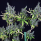 Alaskan Purple - SEEDSMAN | TanieSianie.pl