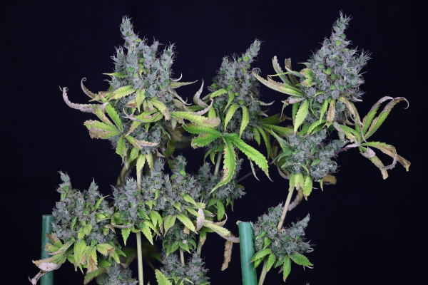 Alaskan Purple - SEEDSMAN | TanieSianie.pl