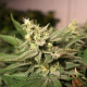 Mkage - T.H. SEEDS | TanieSianie.pl