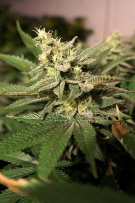 Mkage - T.H. SEEDS | TanieSianie.pl