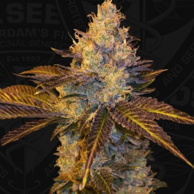 Stracciatella - T.H. SEEDS | TanieSianie.pl