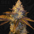 Stracciatella - T.H. SEEDS