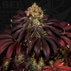 Stracciatella - T.H. SEEDS | TanieSianie.pl