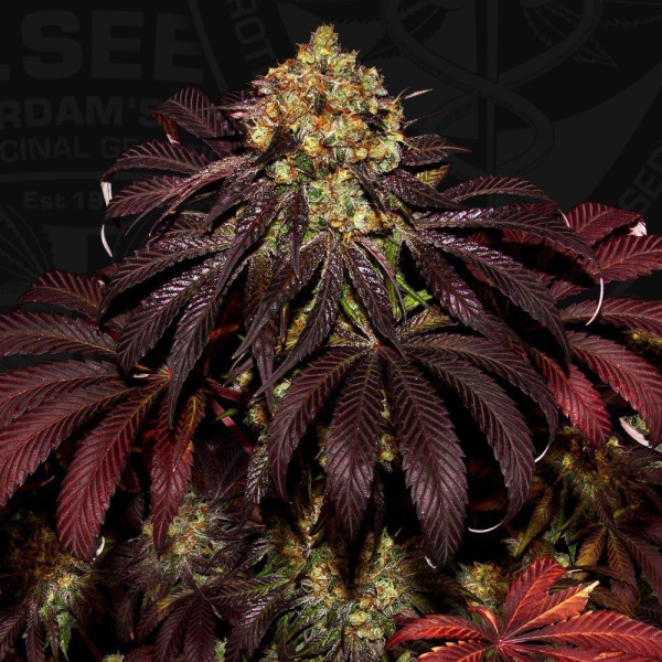 Stracciatella - T.H. SEEDS | TanieSianie.pl
