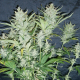 White Widow Auto | TanieSianie.pl