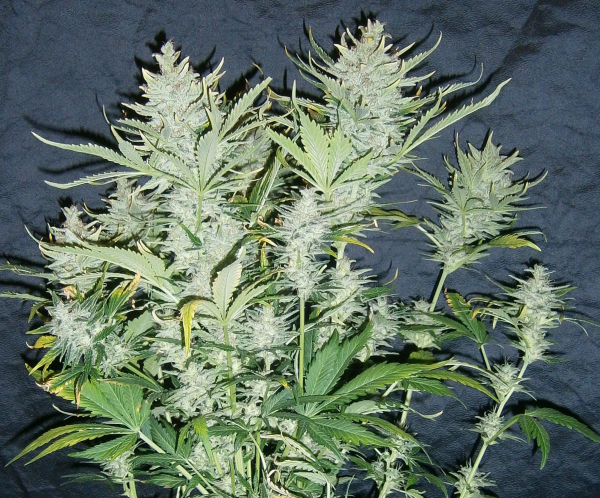 White Widow Auto | TanieSianie.pl
