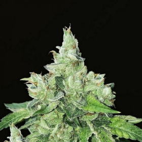 Citron Givre - T.H. SEEDS | TanieSianie.pl