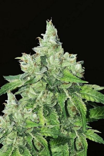 Citron Givre - T.H. SEEDS | TanieSianie.pl