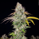 Underdawg OG - T.H. SEEDS | TanieSianie.pl