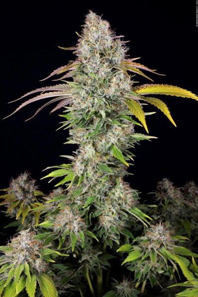 Underdawg OG - T.H. SEEDS | TanieSianie.pl