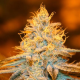 Strawberry Glue - T.H. SEEDS | TanieSianie.pl