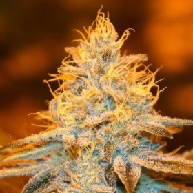 Strawberry Glue - T.H. SEEDS | TanieSianie.pl