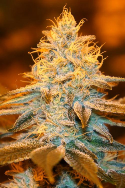 Strawberry Glue - T.H. SEEDS | TanieSianie.pl